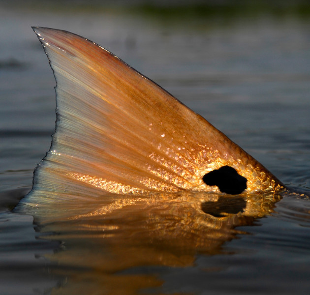 fishing-st-george-island-florida